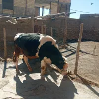 گوساله نر نورآباد دلفان