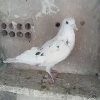 کفتر|پرنده|ری, صفاییه (چشمه علی)|دیوار