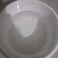 بچه ماهی گوپی