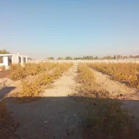 باغ انار چهار دیواری