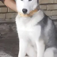 سگ هاسکی