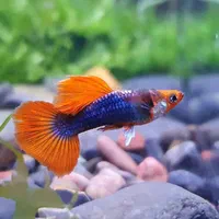 انواع ماهی آکواریومی گوپی وارداتی کمیاب|ماهی|شیراز, جانبازان|دیوار