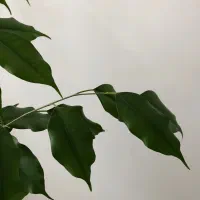 گل بنجامین|گل و گیاه طبیعی|مراغه, |دیوار