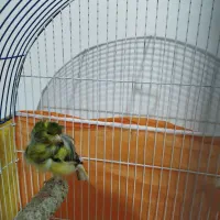 قناری یکسر فر ابلغ