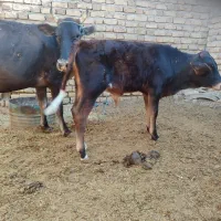 گاو زایده با گوساله نر جنس خوب|حیوانات مزرعه|جیرفت, |دیوار