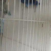 طوطی برزیلی های رنگ خاص مولد