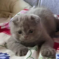 بچه گربه اسکاتیش|گربه|نوشهر, |دیوار