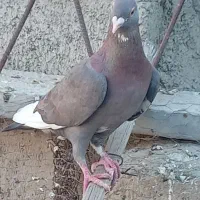 پلاکی  مسافتی