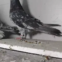 کبوترهماوسرور نر|پرنده|ری, شهرک نظامی|دیوار