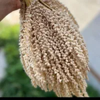 فروش گرده نخل