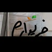 مغازه قناری خرید...