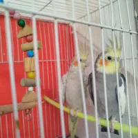 جفت عروس هلندی معاوضه