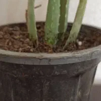 فروش گل و گیاه|گل و گیاه طبیعی|سمنان, |دیوار