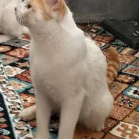 گربه.|گربه|اراک, |دیوار