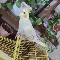 عروس هلندی ب همراه قفس
