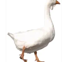 قو غاز اکراینی