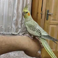 عروس هلندی خانی آباد نو