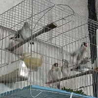 سهره