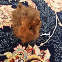 فروش بچه خوکچه‌ هندی مو بلند اصیل|موش و خرگوش|اردبیل, |دیوار
