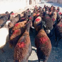 میش افشاری
