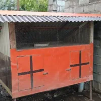 لانه  مرغ خروس