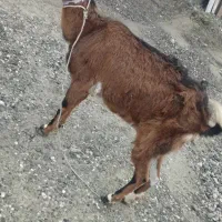 کهره ماده فروشی