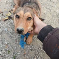 سگ باهوش ،اشپیتز آلمانی