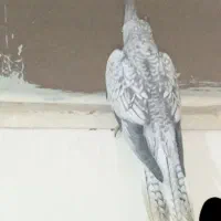 عروس نر|پرنده|دورود, |دیوار