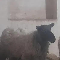 میش بره رومانف|حیوانات مزرعه|شاهین‌شهر, برخوار غرب|دیوار