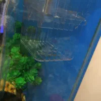 زایشگاه ماهی