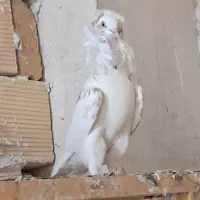 زینتی|پرنده|کاشان, دشت لتحر|دیوار