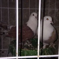 نر وماده سر سفید سرخ و زرد|پرنده|رامهرمز, |دیوار