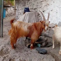بز  جوان بچه زا