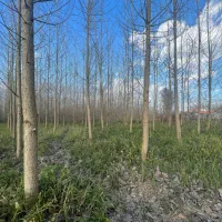 فروش زمین ۲۱۷۵۶ متر نزدیک خیابان اصلی|فروش زمین و ملک کلنگی|رشت, فخب|دیوار