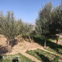 دامداری صنعتی2500متر|فروش دفتر صنعتی، کشاورزی، تجاری|سمنان, |دیوار