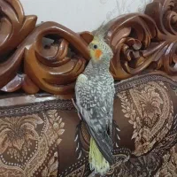 عروس گلباگالی