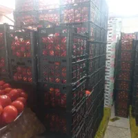 گوجه فرنگی کیلیوی15000هزار تومان|خوردنی و آشامیدنی|مشهد, خواجه ربیع|دیوار