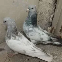 کله الماسی و سبز سینه