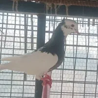 کبوتر طوقی|پرنده|ساری, |دیوار