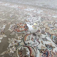 یک عدد عروس هلندی لوتینو ماده