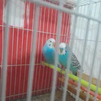 جفت بالغ|پرنده|گلبهار, شهر جدید گلبهار|دیوار