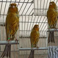 قناری رد فاکتور فسشیون اورجینال|پرنده|جلفا, |دیوار