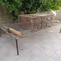 فروش تخت و قفسه|تخت و سرویس خواب|دهدشت, |دیوار