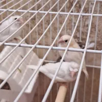 فروش فنچ پرستار