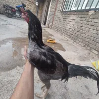 خروس لاری|حیوانات مزرعه|نورآباد, |دیوار