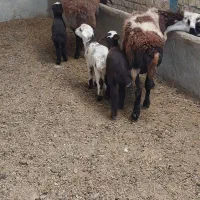 دو میش و سه بره  افشاری دو تا از بره ها نر هستن