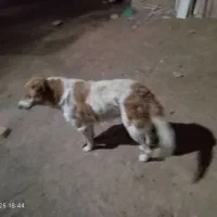 سگ سرابی اصیل توضیحات را بخونید