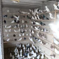 کفتر پرشی