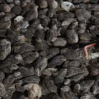 بلدرچین نر وزن ۲۰۰ گرم