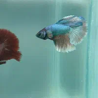 ماهی فایتر|ماهی|تهران, اسکندری|دیوار